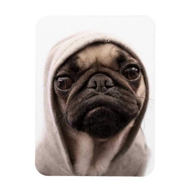 Pug In A Hoodie Magnet (Vertical)