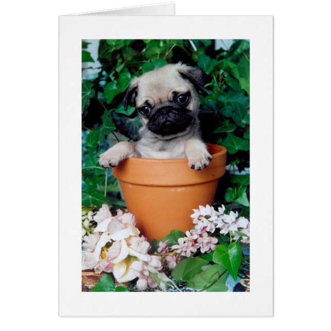 PUG in a POT (Front)