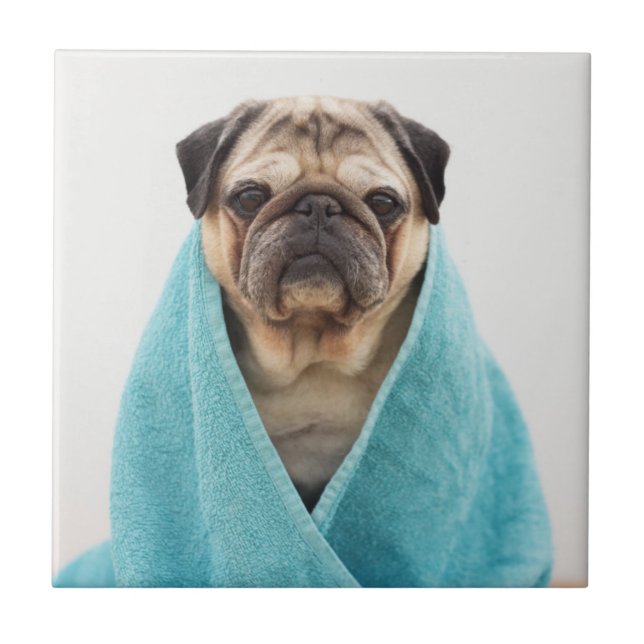 Pug in a Towel Tile (Front)