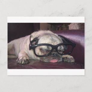 Pug In Glasses Postcard
