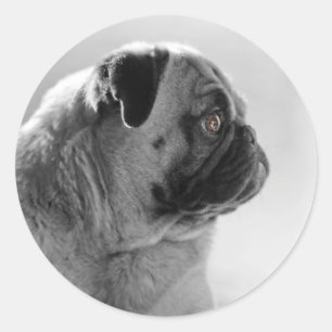 Pug in Profile Classic Round Sticker