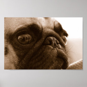Pug in Sepia Poster