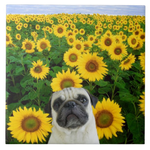 Pug in sunflowers tile
