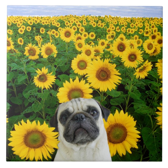 Pug in sunflowers tile (Front)