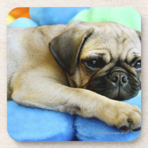 Pug laying on pillows coaster