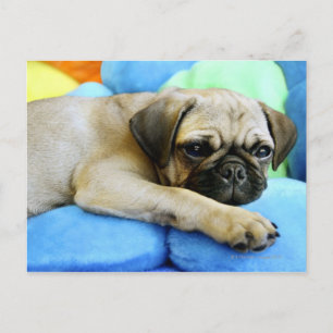 Pug laying on pillows postcard