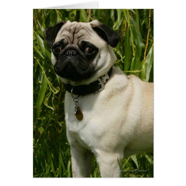 Pug Lookign at Camera (Front)
