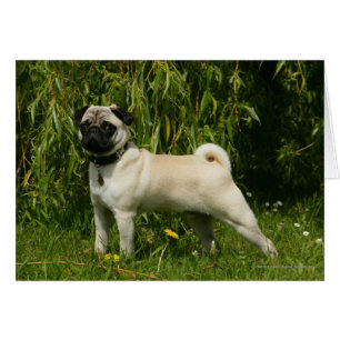 Pug Lookign at Camera