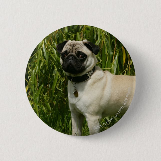 Pug Lookign at Camera 2 Inch Round Button (Front)