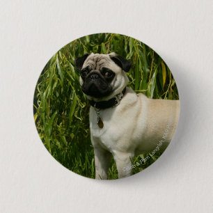 Pug Lookign at Camera 2 Inch Round Button