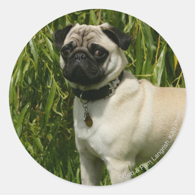 Pug Lookign at Camera Classic Round Sticker (Front)
