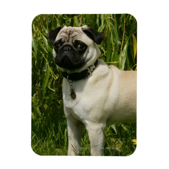Pug Lookign at Camera Magnet (Vertical)
