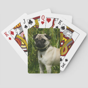 Pug Lookign at Camera Playing Cards