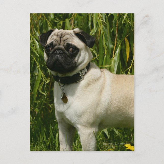 Pug Lookign at Camera Postcard (Front)