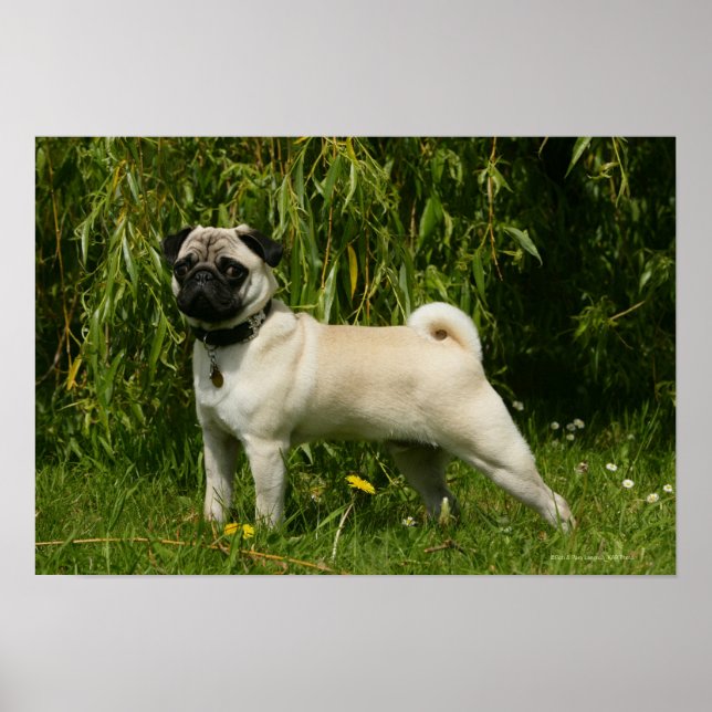 Pug Lookign at Camera Poster (Front)