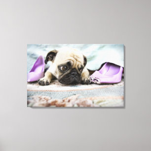 Pug looking innocent after chewing the toe off canvas print
