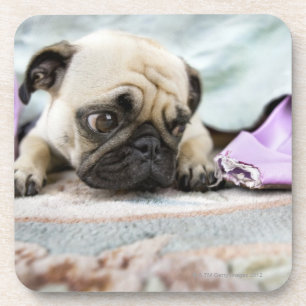 Pug looking innocent after chewing the toe off coaster