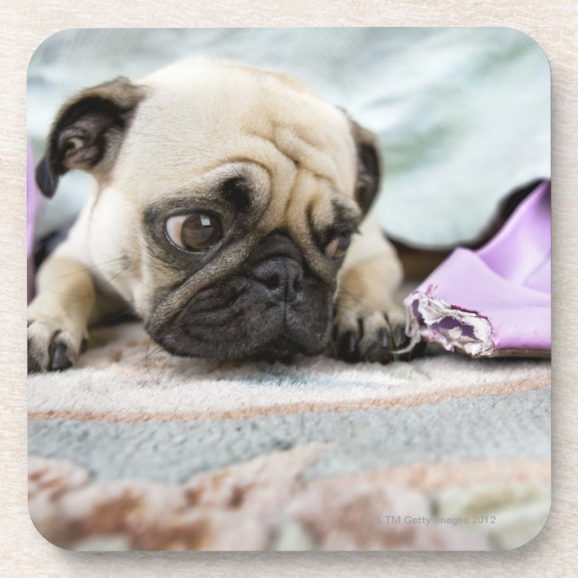 Pug looking innocent after chewing the toe off coaster (Front)
