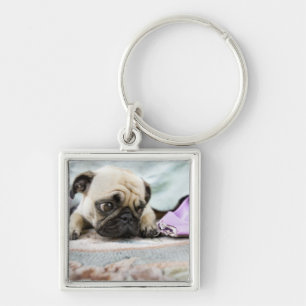 Pug looking innocent after chewing the toe off keychain