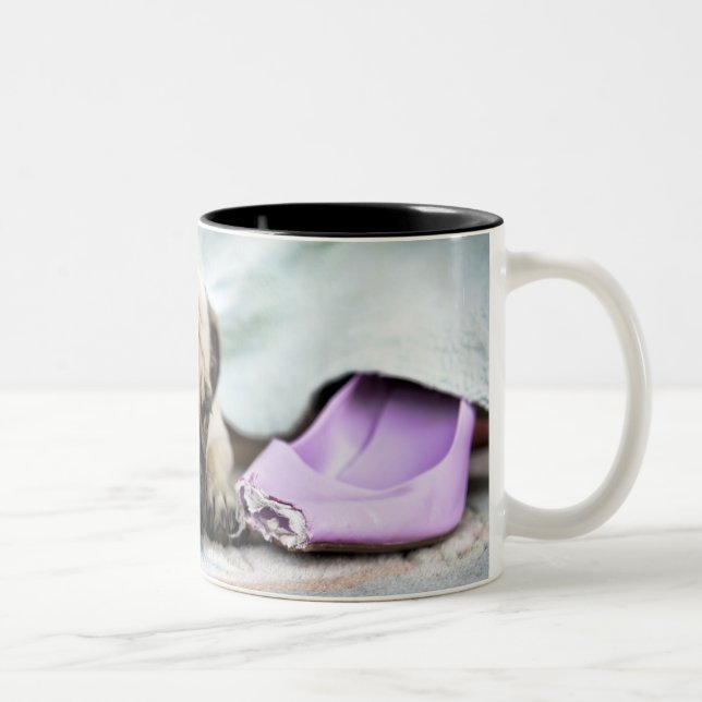 Pug looking innocent after chewing the toe off Two-Tone coffee mug (Right)