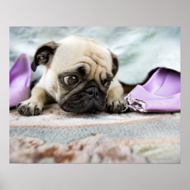 Pug looking innocent poster (Front)