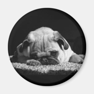 Pug magnet