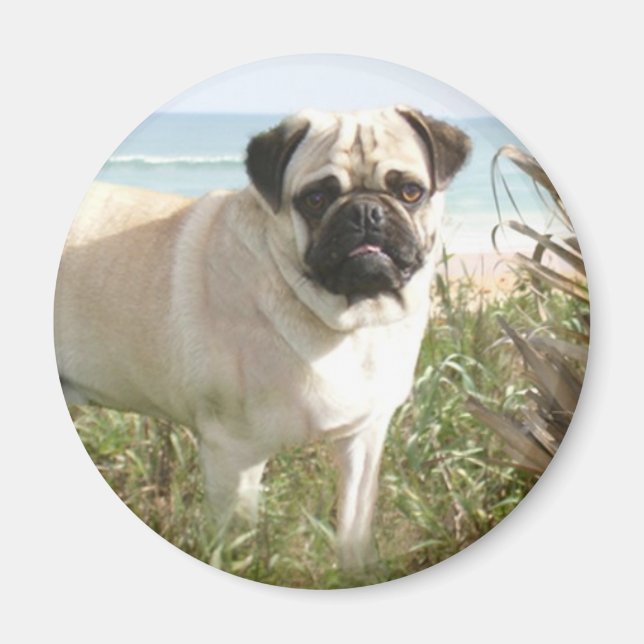 Pug Magnet Beachgrass (Front)