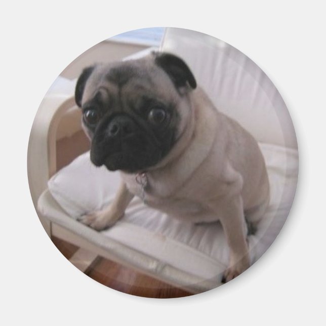 Pug Magnet Machi (Front)