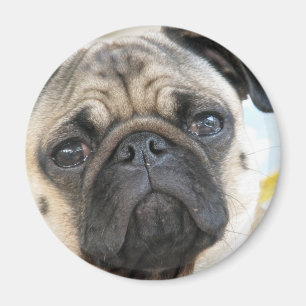 Pug Me Magnet
