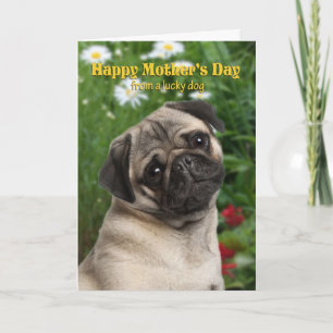 Pug Mother's Day Card