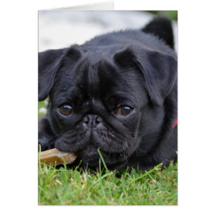 pug noir allongé