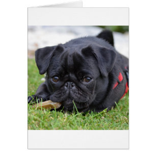 pug noir allongé