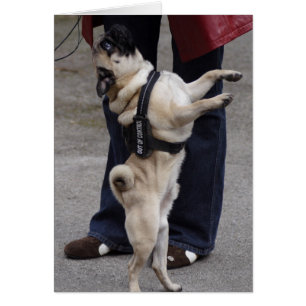 Pug Out Of Control
