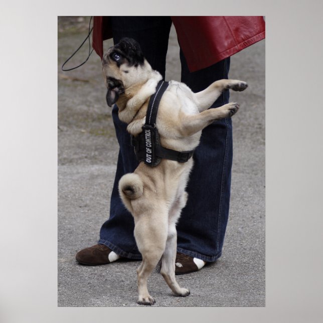 Pug Out Of Control Poster (Front)