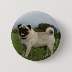 Pug Panting 2 Inch Round Button