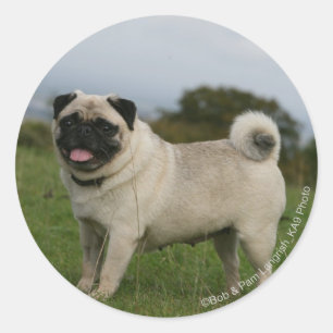 Pug Panting Classic Round Sticker