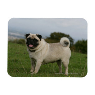 Pug Panting Magnet
