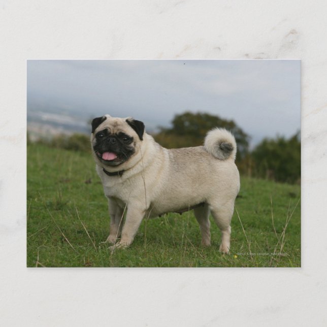 Pug Panting Postcard (Front)