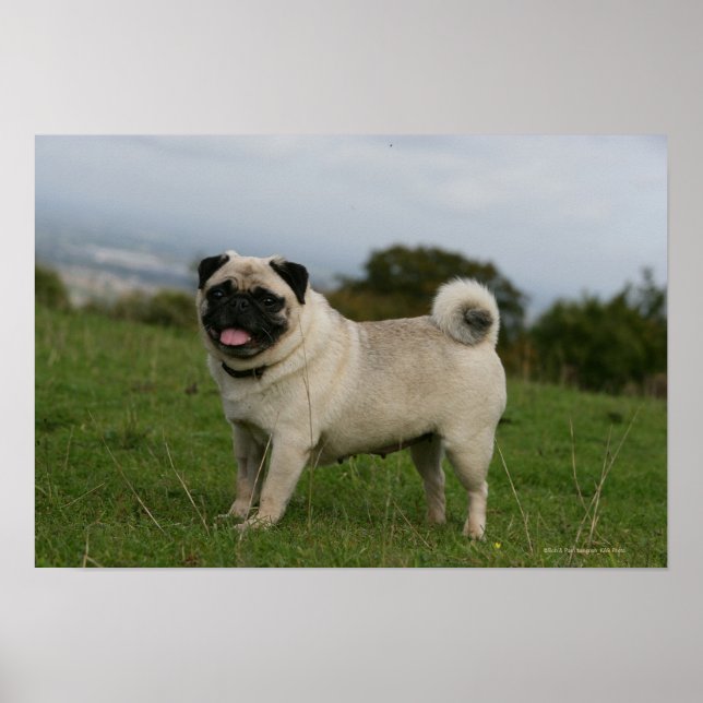 Pug Panting Poster (Front)