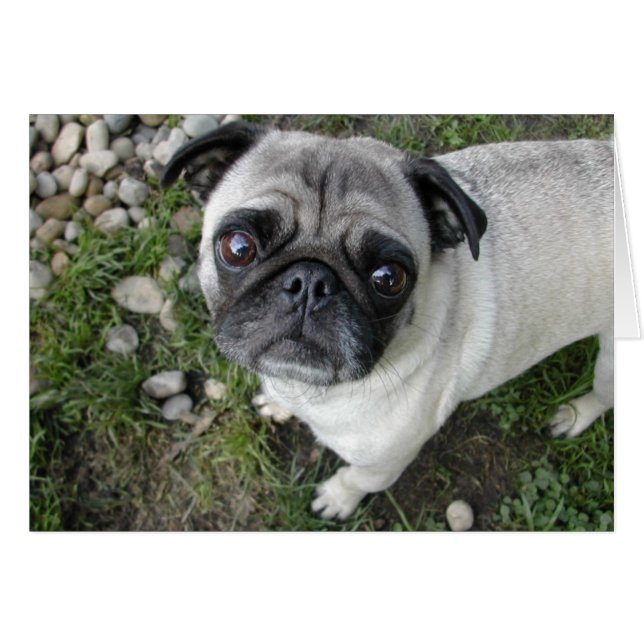 Pug Pebbles Card (Front Horizontal)