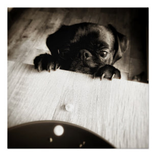 pug peeking in bw poster