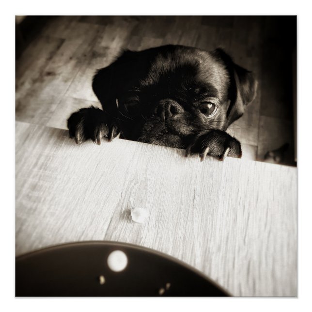 pug peeking in bw poster (Front)