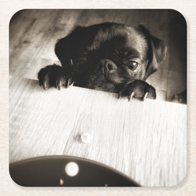 pug peeking in bw square paper coaster (Front)