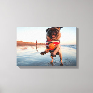 Pug Playing Ball on Beach Canvas Print
