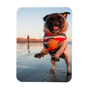 Pug Playing Ball on Beach Magnet