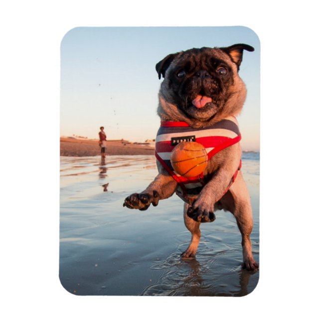Pug Playing Ball on Beach Magnet (Vertical)
