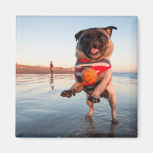 Pug Playing Ball on Beach Magnet