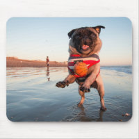 Pug Playing Ball on Beach