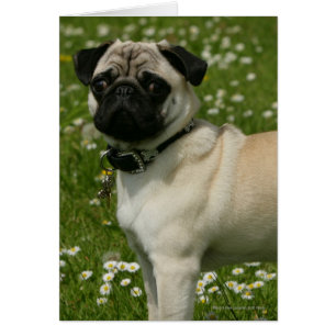 Pug Playing in Flowers