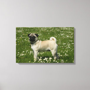 Pug Playing in Flowers Canvas Print